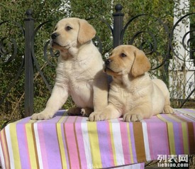拉布拉多犬幼犬出售拉布拉多幼犬纯种导盲犬神犬小七宠物狗狗