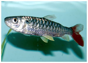 开心水族箱太阳鱼(太阳鱼，既能下油锅又可上餐桌，这样的入侵物种会泛滥成灾吗？)