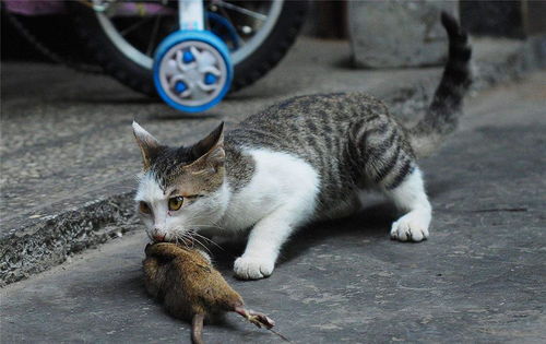 一只公鼠殴打母鼠,路过的猫实在看不下去,跑上去一口咬住公鼠