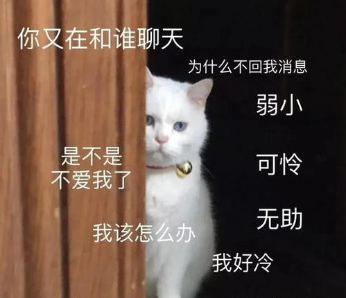 借猫表达孤单的句子 关于陪伴猫的唯美句子