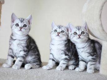 图 天津开发区纯种美国短毛猫一般多少钱一只 天津宠物猫 
