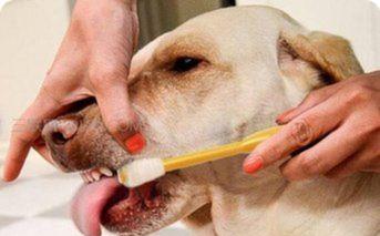 宠物知识丨 收藏 你会给狗狗刷牙吗