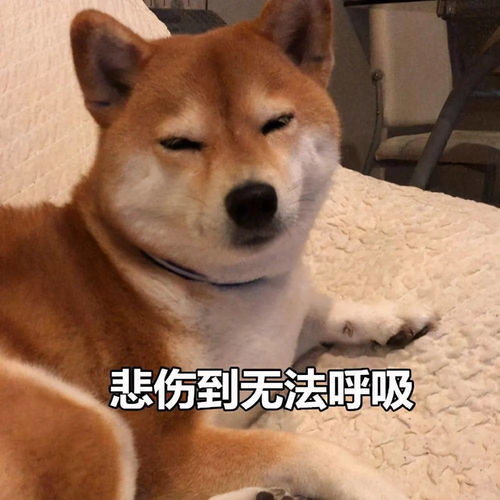 柴犬币涨了多少倍了-SHIB从诞生到现在涨了多少倍