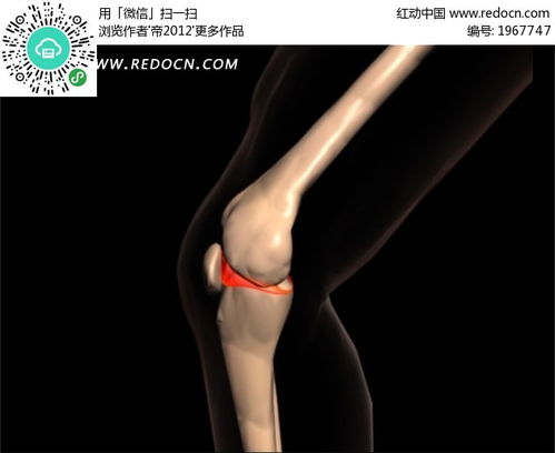 透视膝盖骨骼视频素材mov免费下载 红动中国 