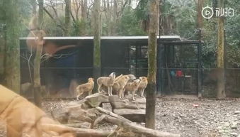 动物园的狼为什么总是绕圈跑 