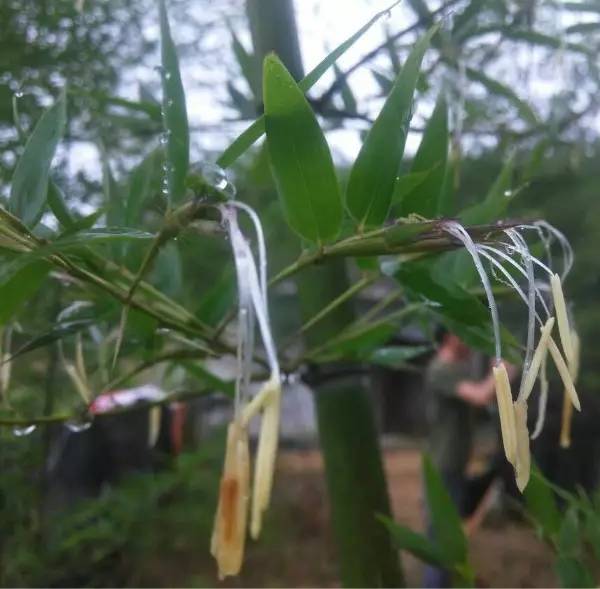 奇闻 毛竹也会开花,还吸引大批蜜蜂 99 的丽水人没见到过 