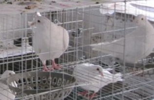 鸽笼厂家直销价格 厂家直销鸽子笼 鸽子笼厂家 12位鸽笼价格 厂家 图片 
