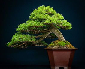 中国十大松树 十大名贵松树排名