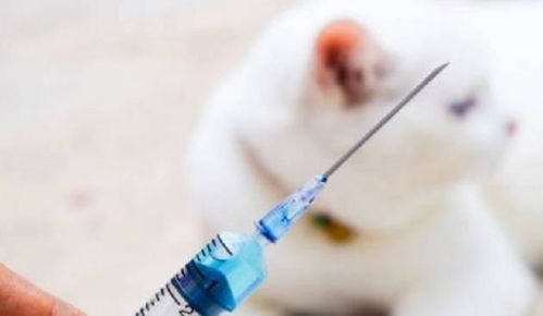 打狂犬疫苗期间又被咬了怎么办,打狂犬疫苗期间又被咬了怎么办没出血