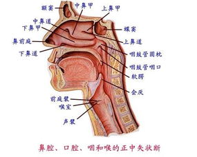 食管炎会引起咽部异物感吗 