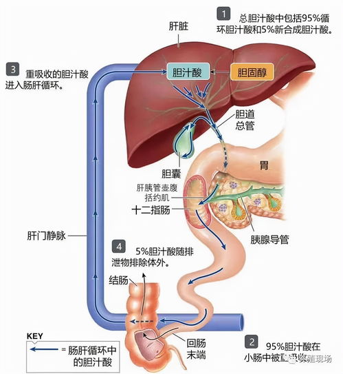 揭秘肝脏健康的秘密武器