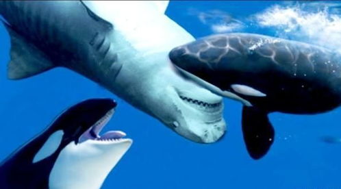 鲨鱼碰上虎鲸动都不动,任凭虎鲸撕咬,这是为什么