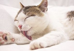 猫营养膏化毛膏一起吃,猫化毛膏和营养膏一样吗 