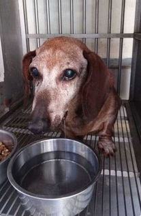 15岁狗狗被主人弃养,它惊吓流口水不吃不喝让人心痛 