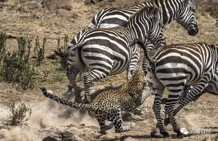 花豹想捕食斑马 斑马可是从未被驯化,可不会轻易被捕