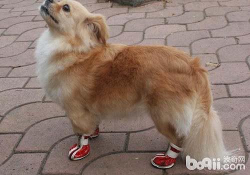 狗狗穿鞋到底好不好呢 