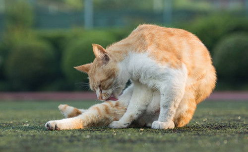 猫能吃的补血食物有哪些,猫可以吃的补血食物 