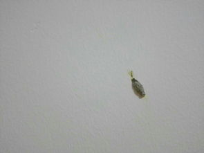 墙上小虫子是什么东西