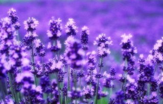 蓝紫色薰衣草花语,蓝紫色薰衣草：花
