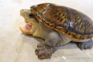 窄桥蛋龟的饲养心得 