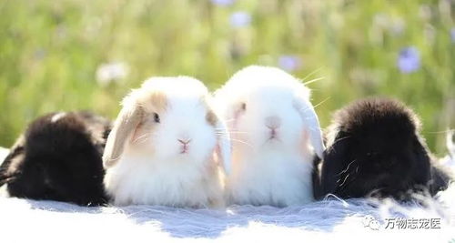 宠物兔饲养不可忽视的事 疫苗与驱虫篇