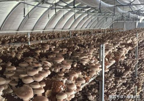 种植香菇亏大了 种植香菇大棚一亩投资多少钱