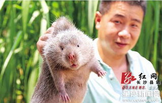 长沙县福临镇 养400多只竹鼠 挣了20余万元 