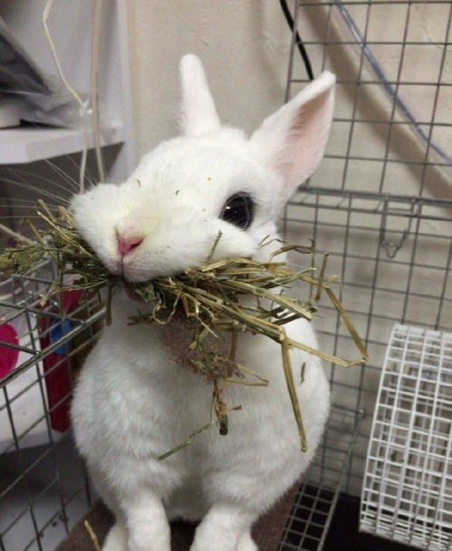 主人给兔子换食,蠢兔子以为没得吃,嘴里含着一口草吃兔粮好委屈