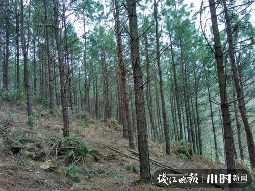 林业专家称网购进口松树风险高,杭州西郊长乐林场就有片绝美松林可赏