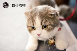 江苏昆山欧洲宠物加盟 宠物猫咨询热线