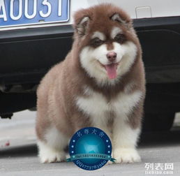 深圳哪里买巨型阿拉斯加犬有保障 深圳哪里有纯种阿拉斯加幼犬卖