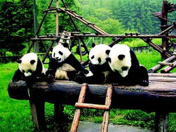 雅安熊猫基地门票,碧峰峡野生动物园里分馆需要另外买门票吗?