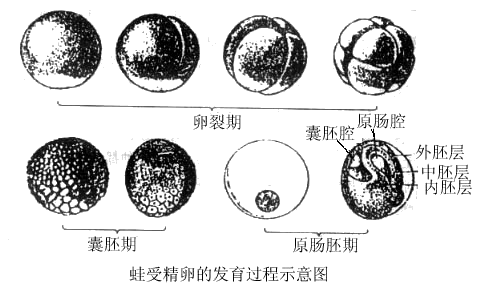 卵裂期细胞数目为什么是32个?