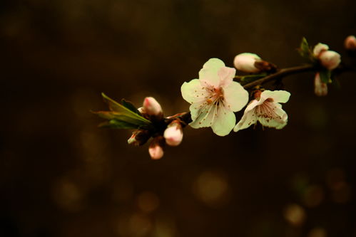 桃花满园