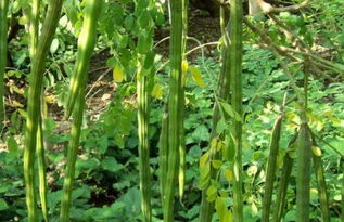 辣木能在北方种植怕冻吗-第1张图片