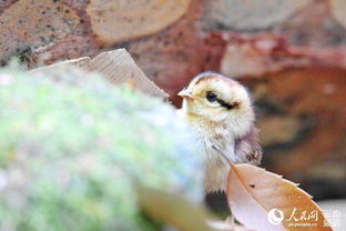 云南迪庆 摄影师记录黑颈长尾雉雏鸟野外活动珍贵照片