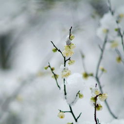 关于下雪和花的诗句