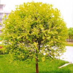 金叶榆和白榆怎么区分,榆树的种类和价值是什么？