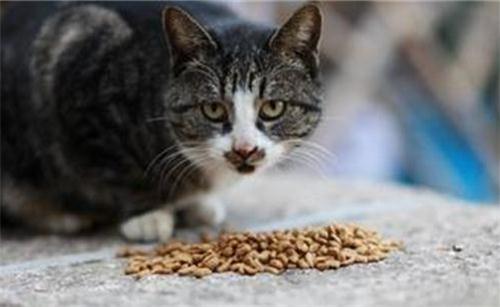 猫咪挑食不吃猫粮,小猫不喜欢吃猫粮挑食