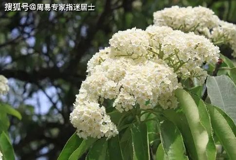 石楠花的味道是啥味道(糖胶树的花味道像什么)