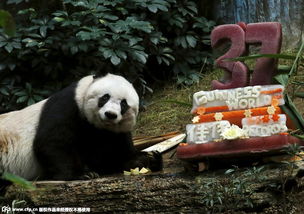 70后 大熊猫佳佳成全球圈养最长寿熊猫 