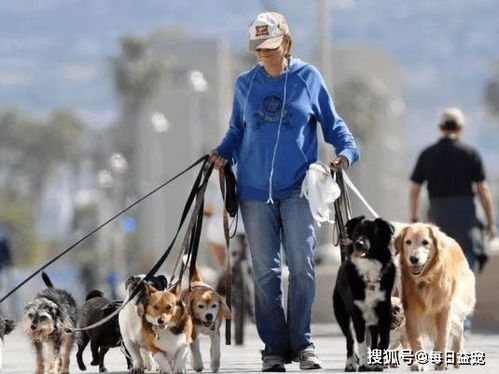 遛狗就是带它出去便便,这种想法完全错误,满足狗狗需求很重要