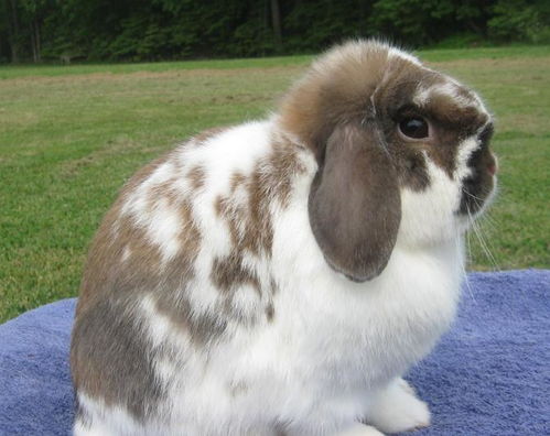 长毛垂耳兔属宠物兔,标准体重为 3.5 4 磅,是小型兔之一