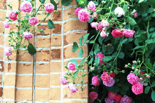 蔷薇怎么养 秋天扦插一棵,花量大冠幅大,年年开成花墙