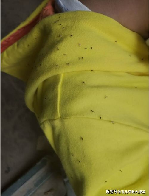 这季节千万别给宝贝穿黄色衣服出门,又招蚊子又招小虫子太恐怖了