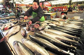 今年青岛海鲜价格生猛 四大原因导致价格窜高 