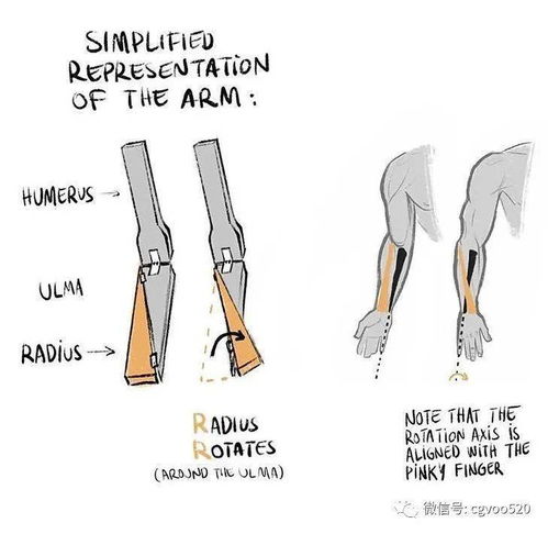 插画教程 一看就懂 手臂的正确绘画姿势