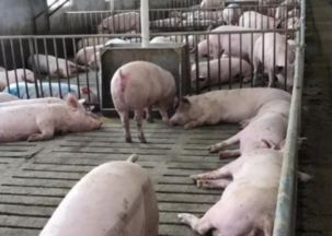 未来养猪前景怎么样 哪些猪场能活下来