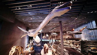 探秘上海自然博物馆新馆：穿越时空的奇妙之旅