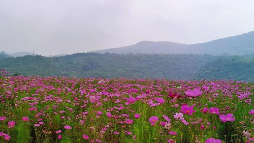 距市中心最近 面积最大的山间花海